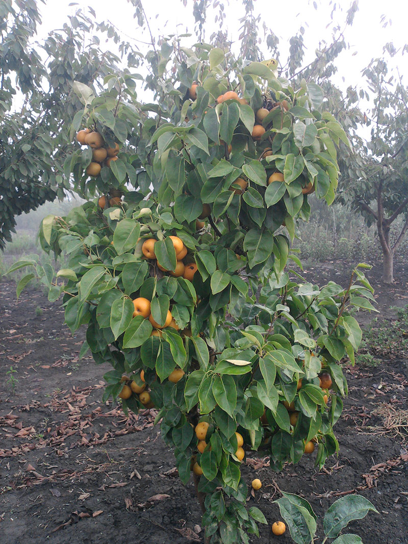 propriétés utiles de la poire chinoise