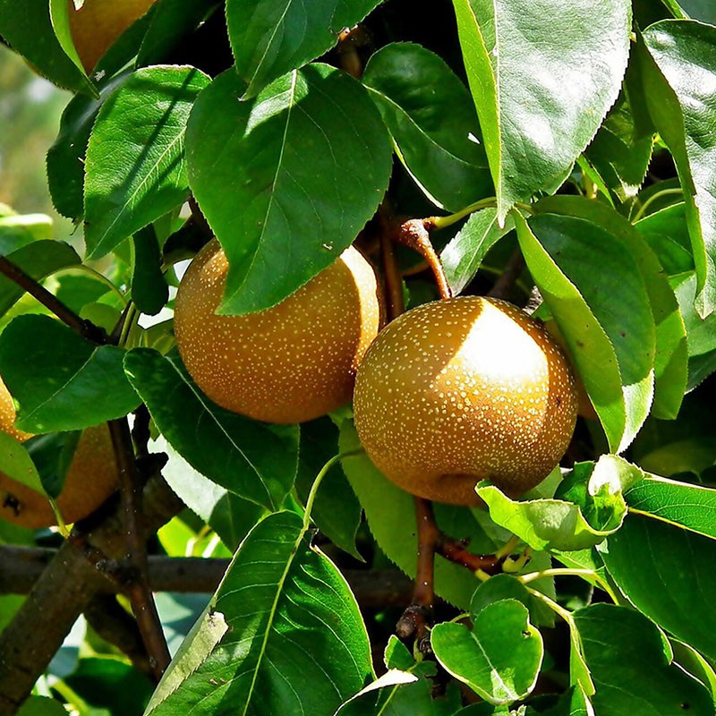 caractéristiques de la poire chinoise