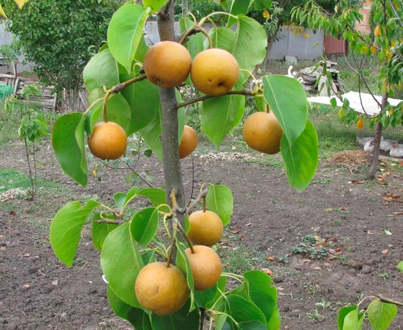 culture de la poire chinoise