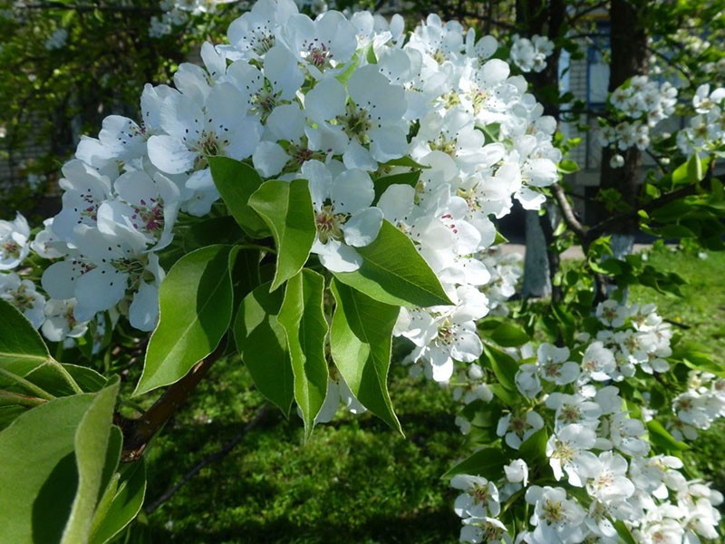 poire chinoise en fleurs