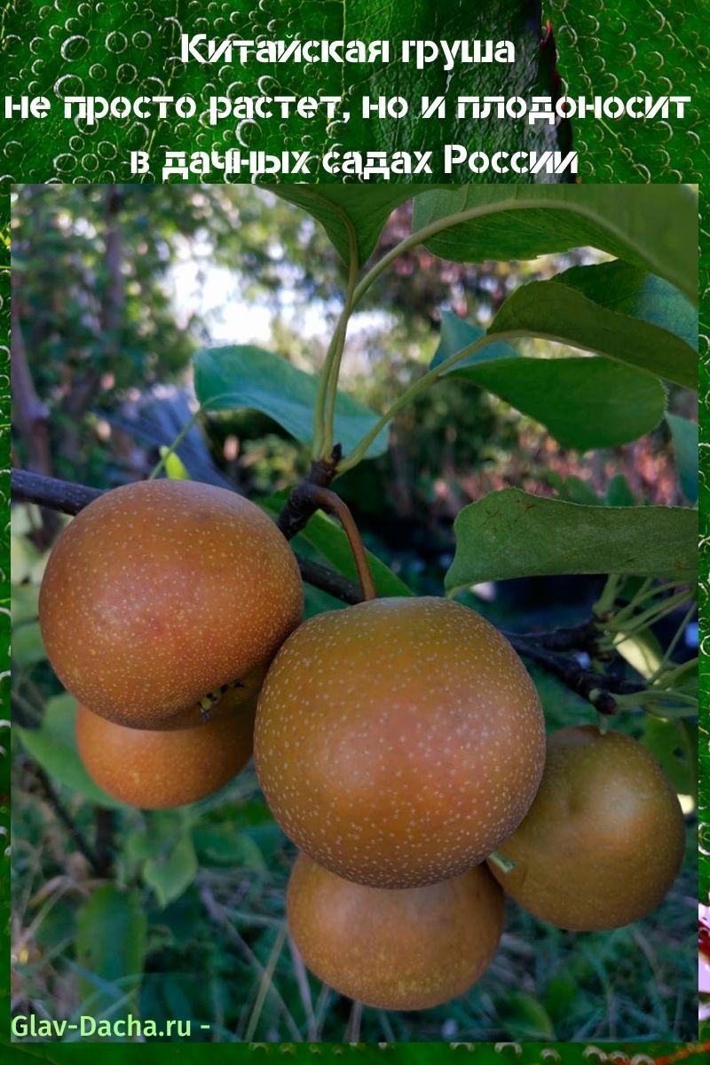 poire chinoise