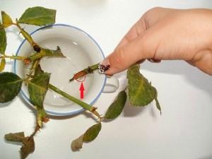 propagation d'une rose chinoise par bouturage