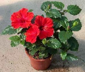 hibiscus rose chinoise