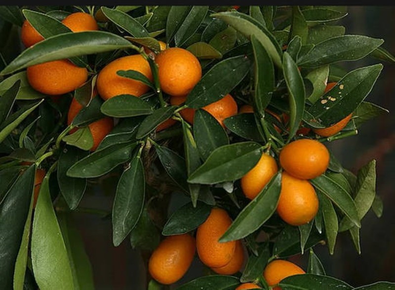 naranja china