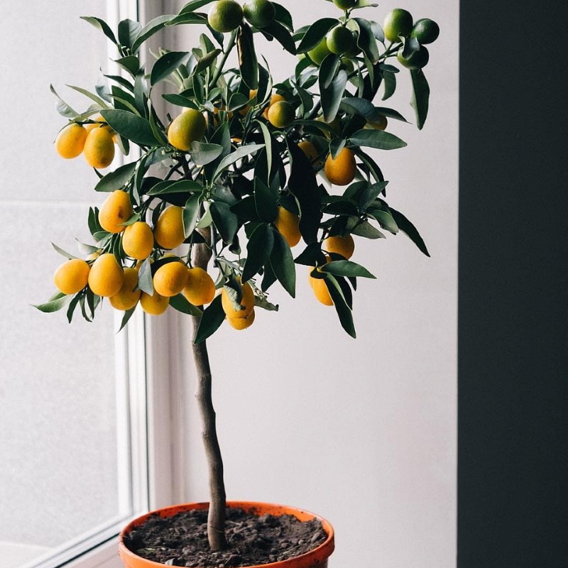 kumquat d'intérieur