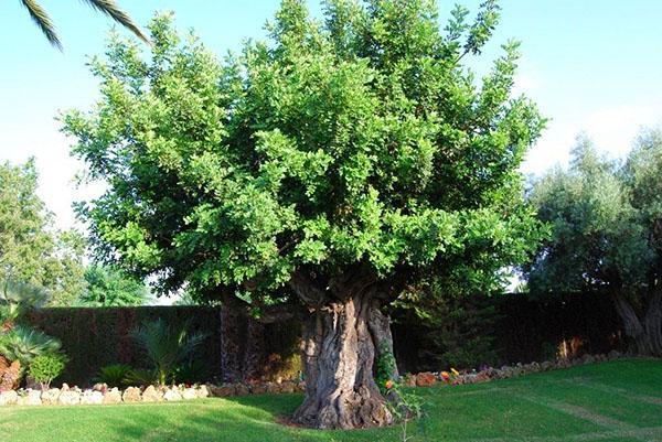 gran algarroba