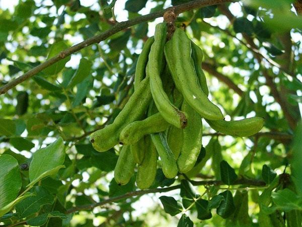 fructificación de algarrobos