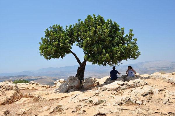 algarroba en climas subtropicales