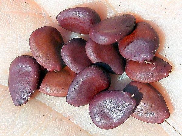 semillas de algarroba