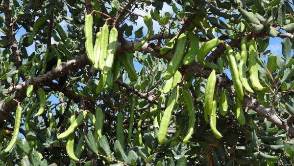 les fruits de caroube sont utilisés en médecine