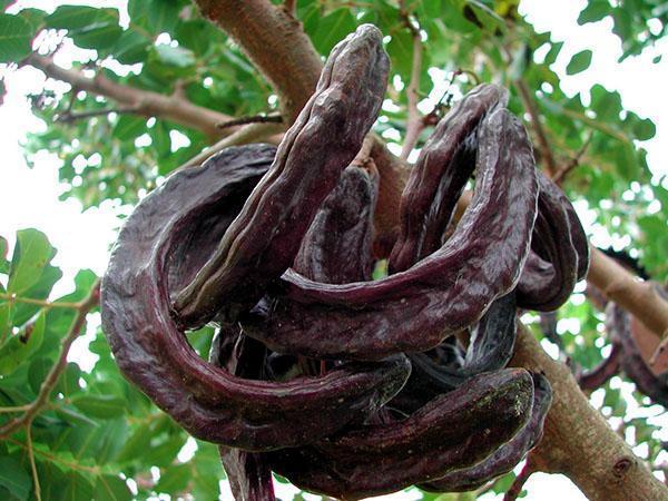 algarroba
