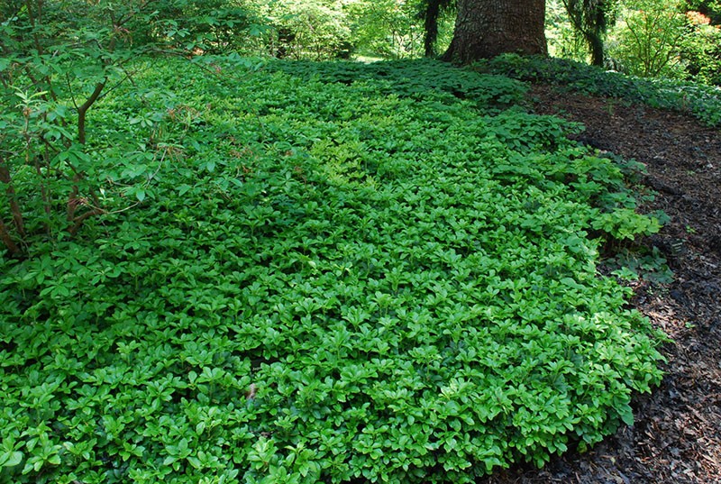 couverture verte de la terre