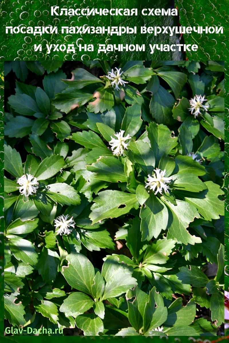 schéma de plantation de pachisandra apicale et soins