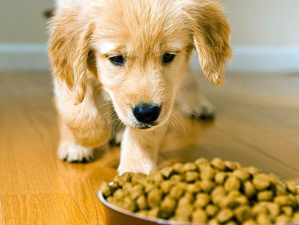 comida para perros esterilizados