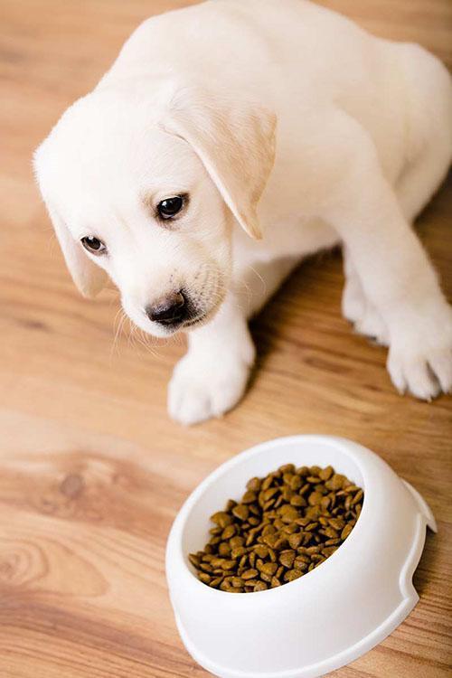 comida para cachorros