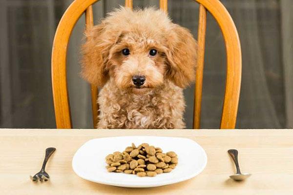 comida para perros nutritiva