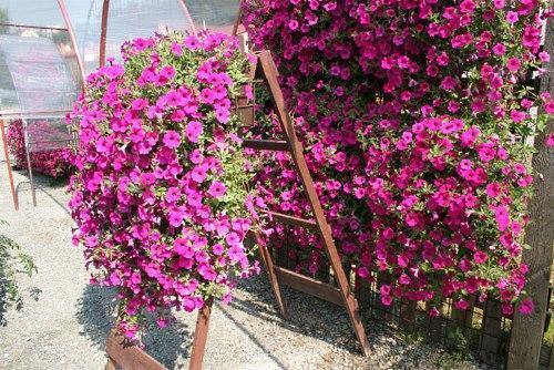 petunias de arbusto