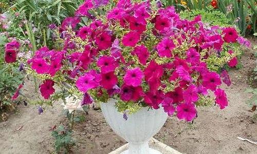 Pétunia dans un pot de fleurs