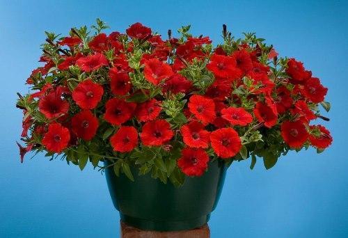 Petunia Ampel