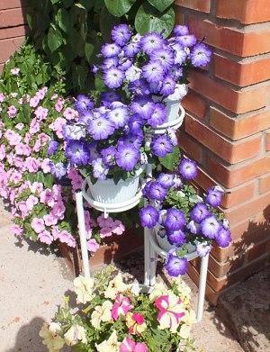 Petunia