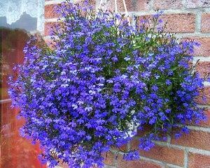 Petunia enana