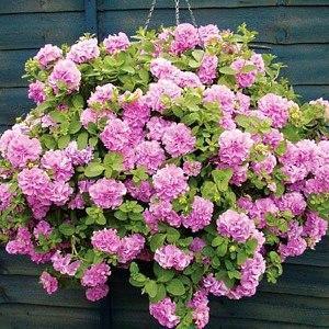 Petunia terry