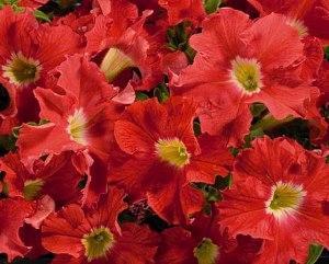 petunias