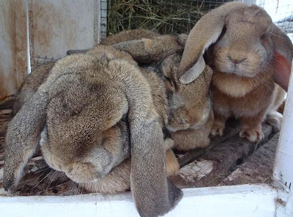 Lapin Mouton Français