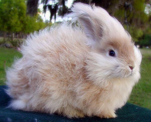 Lapin Angora