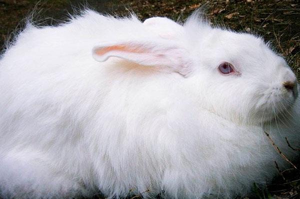 Lapin duveteux blanc