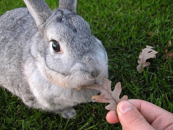 Lapin chinchilla