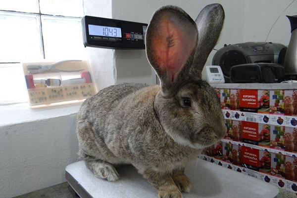 Lapin des Flandres ou géant belge