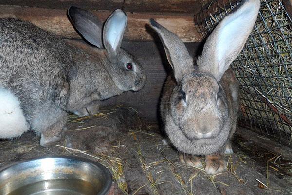 Lapins de race Ressuscité