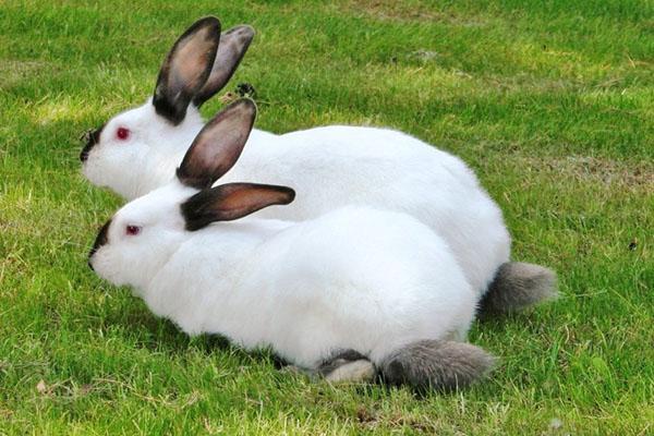 Lapins de race Californie