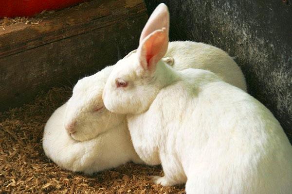 Lapin blanc de Nouvelle-Zélande