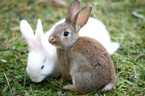 Les lapins sont de la viande, de la fourrure, des géants, décoratifs