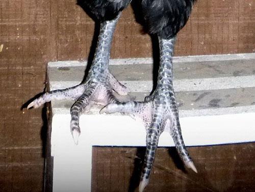 pinces aux pattes