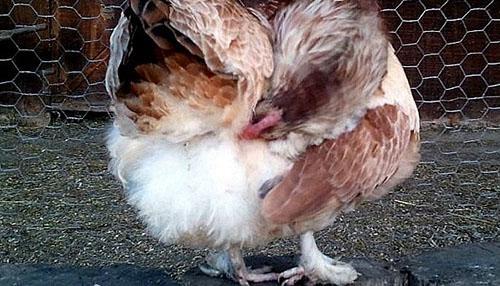 le poulet a des tiques