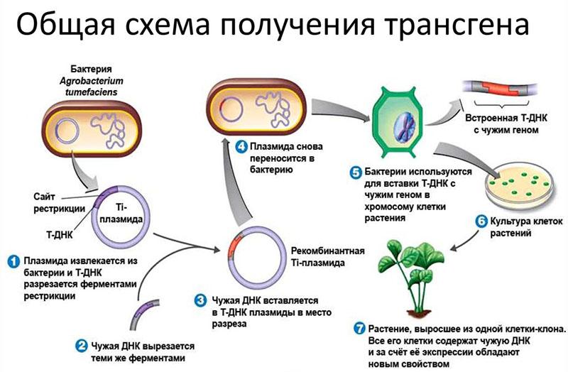 schéma de production de transgènes