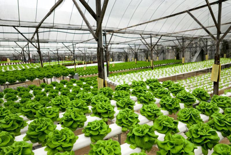 clonage de légumes à l'échelle industrielle