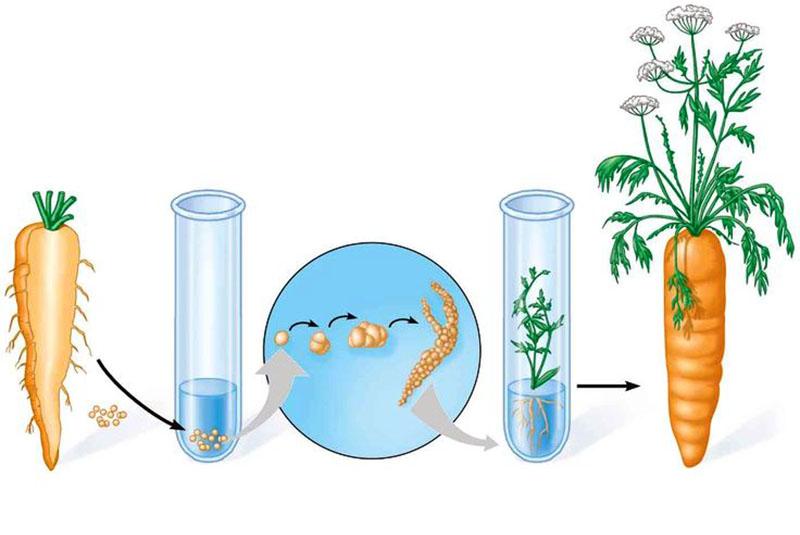 clonación por fases de plantas