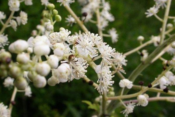 cohosh negro daurian