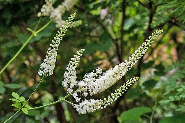 cohosh negro