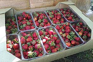 contenedores para transportar fresas