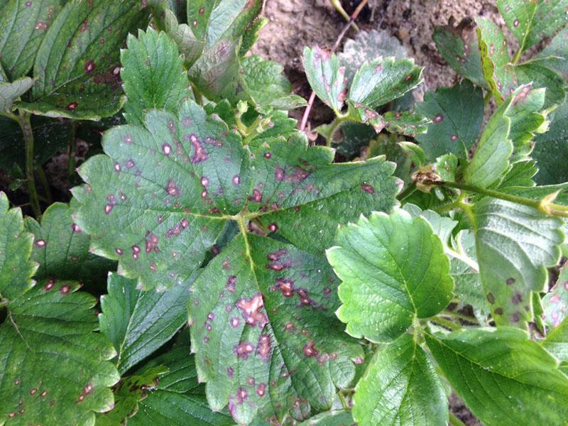 lutte contre les maladies des fraises