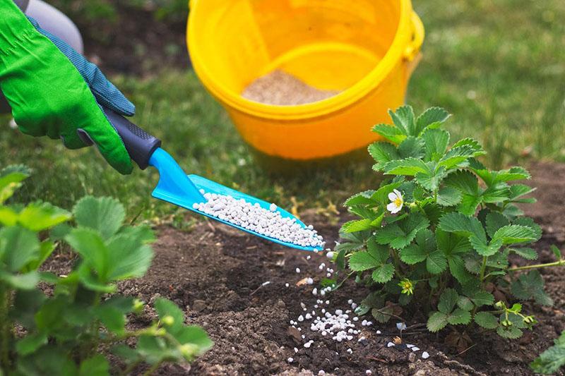 aplicación de fertilizantes secos