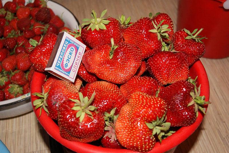 cosecha de fresas chamora turusi