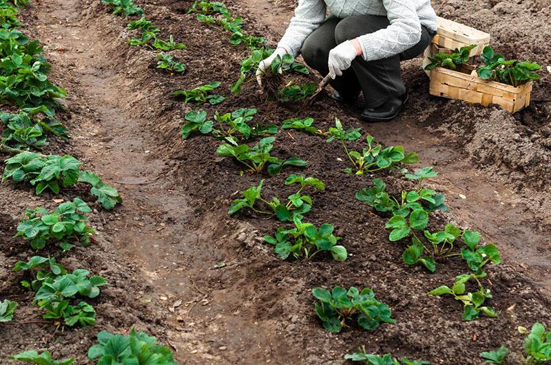 planter des fraises chamora turusi