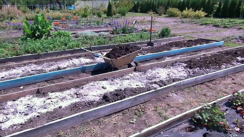 préparation des lits pour fraises