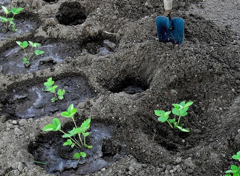 planter des fraises